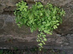 Adiantum