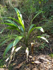 Cordyline petiolaris