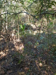 Cordyline petiolaris