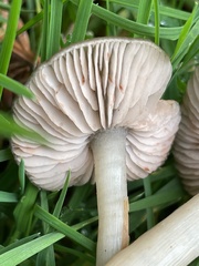 Entoloma