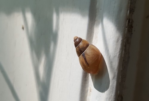 Drymaeus semistriatus