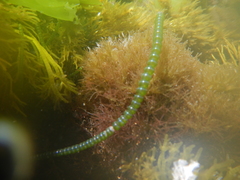 Chaetomorpha coliformis