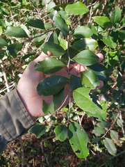 Siphonodon australis