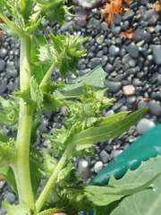 Atriplex gmelinii