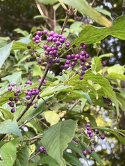 Callicarpa