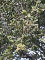 Quercus agrifolia