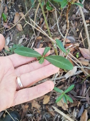 Psychotria daphnoides