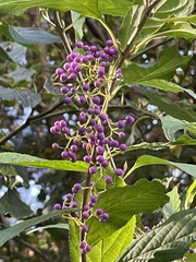 Callicarpa