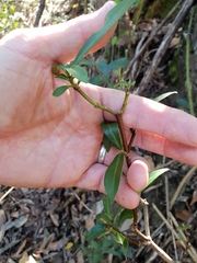 Psychotria daphnoides