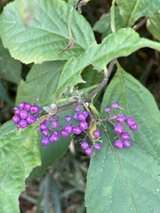 Callicarpa