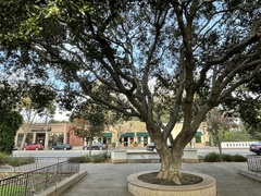 Quercus agrifolia