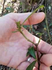 Psychotria daphnoides