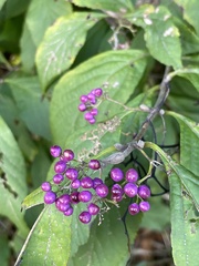 Callicarpa