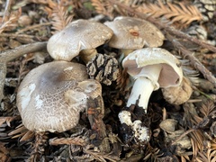 Agaricus