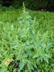 Atriplex gmelinii
