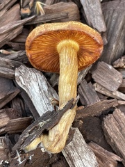 Gymnopilus thiersii