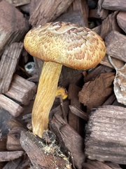 Gymnopilus thiersii