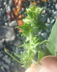 Atriplex gmelinii