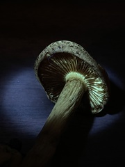 Gymnopilus thiersii