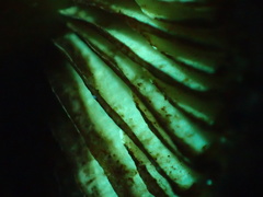 Gymnopilus thiersii