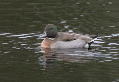 Anas platyrhynchos × acuta