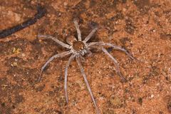 Hoggicosa