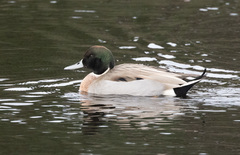 Anas platyrhynchos × acuta