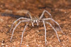 Hoggicosa