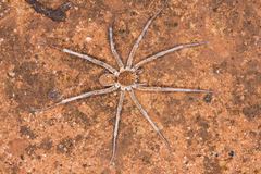 Hoggicosa