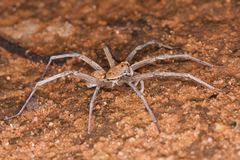 Hoggicosa