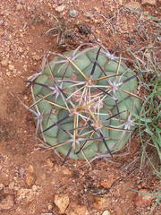 Coryphantha poselgeriana