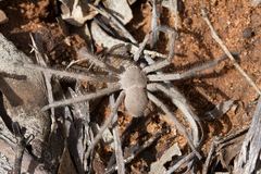 Isopedella saundersi