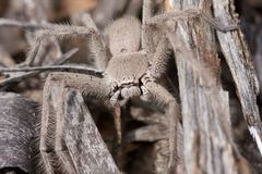 Isopedella saundersi