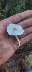 Hygrophorus occidentalis