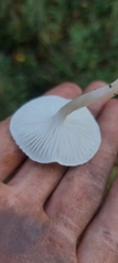 Hygrophorus occidentalis