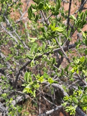 Vangueria triflora