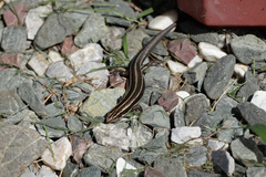 Plestiodon finitimus