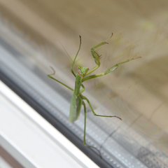 Tenodera sinensis