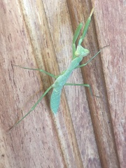 Polyspilota aeruginosa