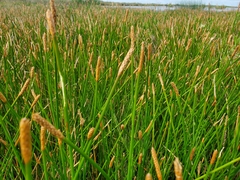 Eleocharis quadrangulata