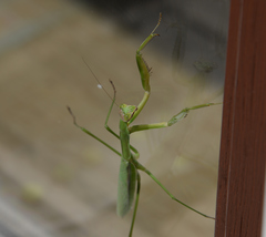 Tenodera sinensis