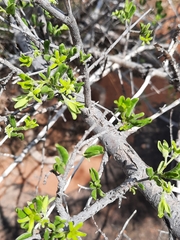 Vangueria triflora