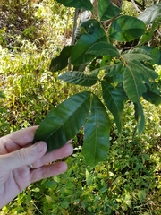 Alectryon subdentatus