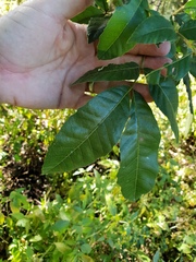 Alectryon subdentatus