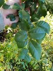 Alectryon subdentatus