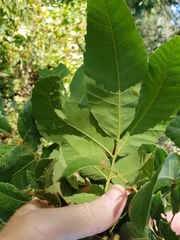 Alectryon subdentatus