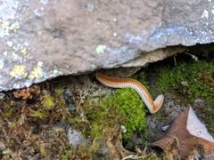 Polyzoniidae