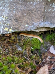 Polyzoniidae