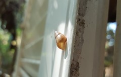 Drymaeus semistriatus