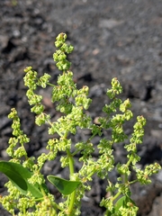 Rumex skottsbergii